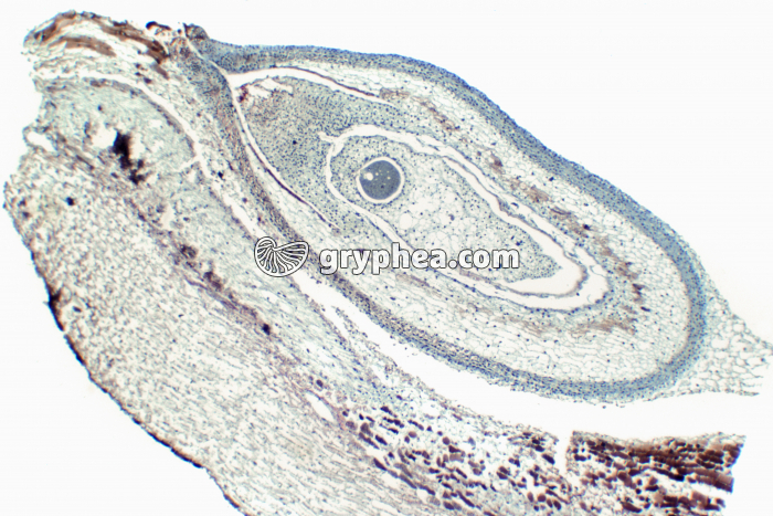 Pin - Ovule de Pin entier CL x15 - gryphea.com